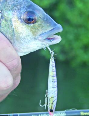 The Bassday Sugapen is getting a lot of work as a surface lure.