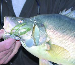 Golden perch and spinnerbaits, they go together like toast and Vegemite.