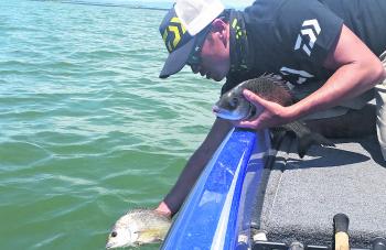 The author releases some hefty bream he caught in the Northern Bay. 