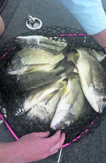 Some good numbers of bream have been taken in shallow water. 