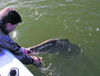 Boat side releases are vital to ensuring the health and survival of barramundi during the closed season.
