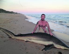 James Hearn caught this massive bronze whaler shark at Seaspray Beach, estimated to be about 150kg, while land-based game fishing.