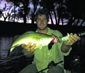 Matt Rava caught this little cod on a surface lure just after sunset on a recent trip with me. We got several other hits on surface lures and land a total of 3 for the evening. All our fish came from water less than 1m deep. 