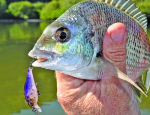 If the bib is small enough, you can fish slow sinking lures successfully in very shallow water – use a high rod tip on retrieve. This time it was an atomic Hardz Shad 40.