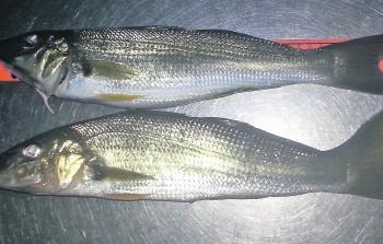 A couple of thumper whiting from Tuross caught at night.