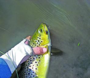A good southern Highlands Brown taken on the Possum Emerger, hooked exactly where you want it, in the jaw scissors