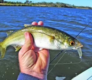 Mullet have turned up in huge numbers right through the Gippsland Lakes.