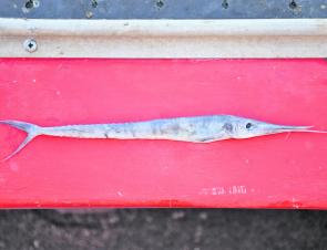 Late Autumn mahi mahi had a feast on baby broadbill swordfish.