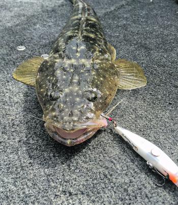 This flathead was caught on a white Clackin’ Minnow on a bright sunny day in clear water.
