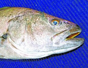 Old bucketmouth can swallow just about any fish in the harbour or estuary.