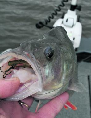 Redfin are still being caught at Lake Eppalock on soft plastic lures.