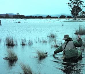The author landing a frog feeder from flooded shallows in the early season.