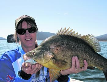 Another beautiful Blowering Dam golden perch fooled by one of the new Insanity Tackle Slap walkers.