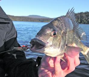 The black bream are moving back into the lakes after being upstream spawning.