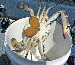 If the water clears up blue swimmer crabs should be around this month. Females carrying eggs (‘in berry’) must be returned to the water. 