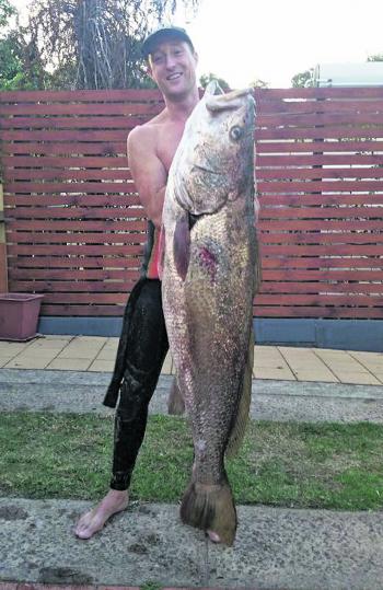 You know there must be masses of big mulloway if Aaron Knox can manage one. 