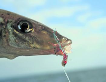 Although circle hooks are best replaced with Long shanks, they do work on occasion when the bite is hot.