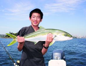 The link between kingfish and squid in Sydney Harbour is extremely strong.