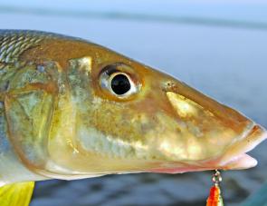 Some good whiting have been poking around Brisbane Water and the Central Coast lakes. They are another reliable Summer target.