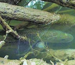 One of the biggest problems facing Murray cod is the deteriorating condition of their natural habitat.