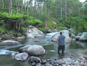 The author flyfishing the West Kiewa River on the evening rise after sunset.