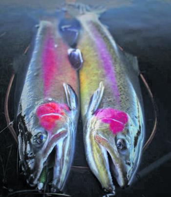 A sturdy Omen Black rod from 13 Fishing took down these fine rainbows.