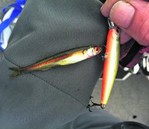 Matching the hatch. This baitfish appears in the system as we move through October.