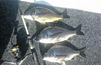 Check out the excellent winter conditioning of these bream – perfect for a good fight.