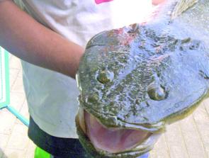 Flathead have not been more abundant in recent years. 