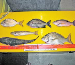 The local fishing comp showed some of the species on offer this month.