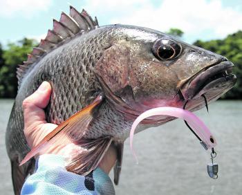 Mangrove jack love to cruise the edges of the headlands and hunt the backwaters.