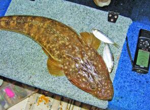 Some big flathead have been coming in along the upper reaches of the Hunter River, with soft plastics and pilchards doing the damage.
