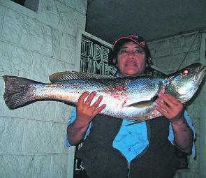 This is the average size of school mulloway to be found at this time of year.
