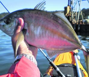 Trevally have been common offshore and the Pittwater kayakers have also accounted for plenty.