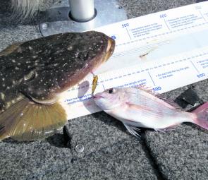 As this flathead was being dragged back to boat connected to a vibe, a small snapper decided there was enough leftover for a small feed! 