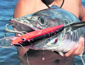 Mackerel can be tricky to find at times so troll hardbody diving lures, like this Halco Laser Pro, around the main channel.