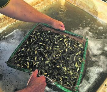 Fingerlings about to be transported from Hanwood Hatchery
