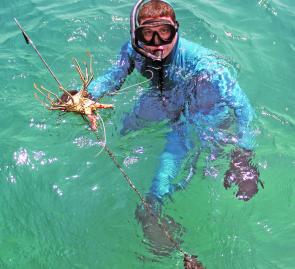 Painted crays will be right up in the shallows in December, making them a good target for spear fishos.