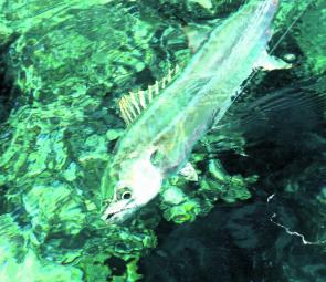 The clear water around the reefs are ideal for mackerel. 