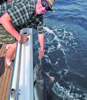 This season’s black marlin run is a ‘once in a decade’ event.
