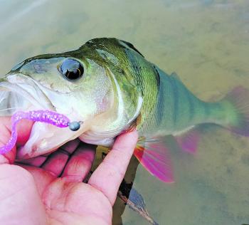 Small 1-2” curl-tail plastics have been the gun lure for Blowering Dam redfin over the last couple of months.