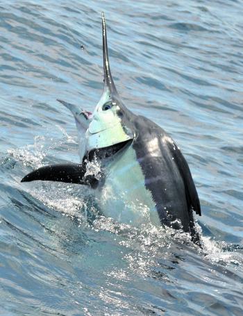 A striped marlin raising its head and trying to throw the hook.