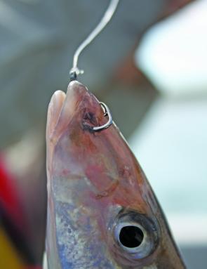 Circle hooks are a great option when the bite is hot as de-hooking getting a bait back in the water is usually a cinch!