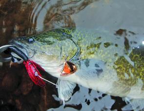 Despite getting off to a slow start in the Kiewa River the Murray cod fishing should improve and be fishing quite well by February.