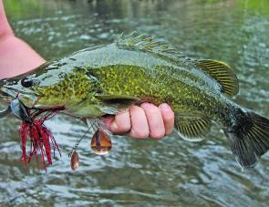 This typically dark Kiewa River Murray cod fell to a red and black Mudguts spinnerbait. These darker colours seem to work quite well in the really clear water of the Kiewa River.