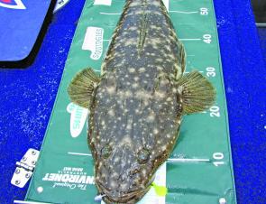 Male and larger female flathead, such as this one, will start to gather for spawning this month.