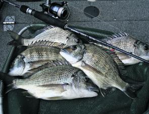 Find bream feeding in the shallows this month and you can make some solid bags.