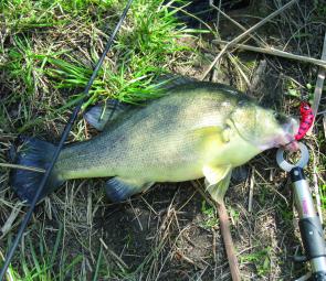 A Predatek Boomerang is a great lure to use in the berley trail. Red works well because it makes the lure stand out from the berley.