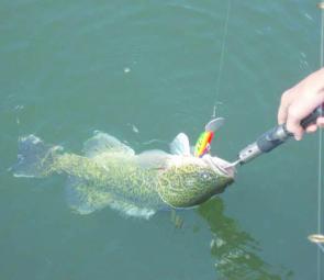 Murray cod are often attracted to the berley to see what all the fuss is about and then don’t mind hitting a lure.