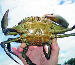 A safe way to hold a frisky muddy – by the bases of the swimmerets, with a steadying index finger well back on the carapace. Those claws can reach back a fair way but not to here. (a Wayne Lodington image) 